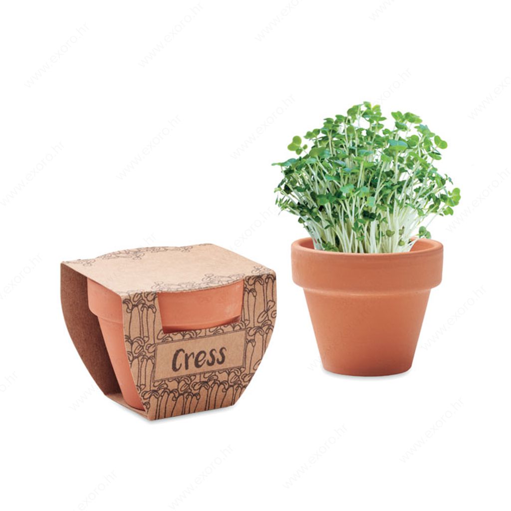 MO2219-40 Biljka CRESS POT sjeme kresa u posudi od terakote