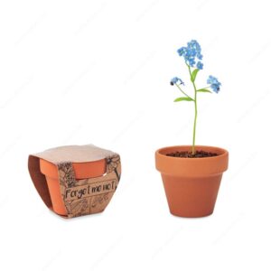 Biljka FORGET ME NOT sjeme potočnice u terakota posudi