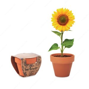 Biljka SUNFLOWER sjeme suncokreta u terakota posudi