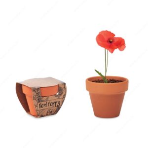 Biljka RED POPPY sjeme maka u terakota posudi