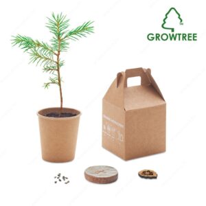 Biljka GROWTREE sjeme bora natur
