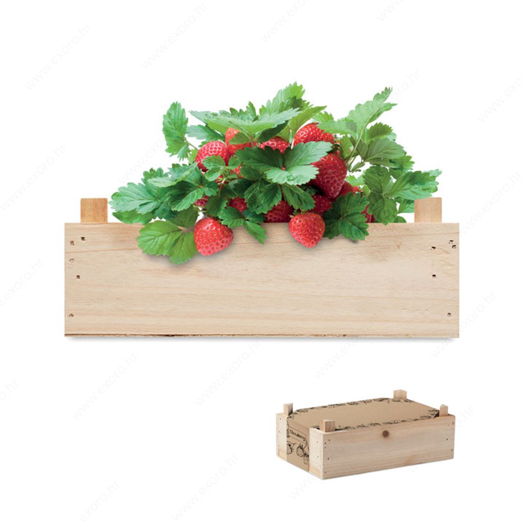 MO6506-40 Biljka STRAWBERRY set za uzgoj jagoda