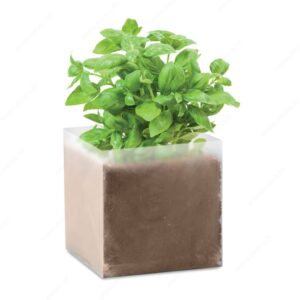Biljka BASIL sjeme u kartonskoj kutijici