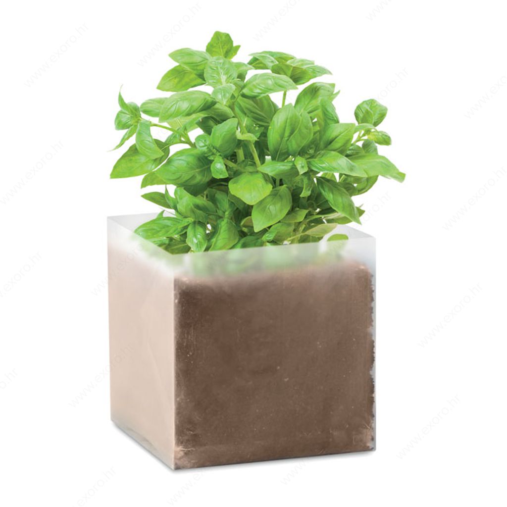 Biljka BASIL sjeme u kartonskoj kutijici