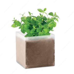 Biljka MENTA sjeme u kartonskoj kutijici